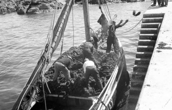 Unloading the turf (1950?)