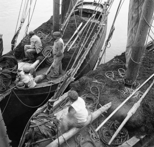 Loading seaweeds (1930?)